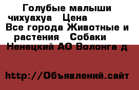Голубые малыши чихуахуа › Цена ­ 25 000 - Все города Животные и растения » Собаки   . Ненецкий АО,Волонга д.